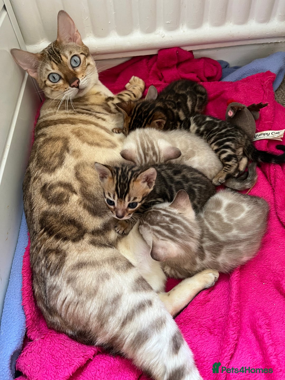 Bengal cats for sale: OUTSTANDING TICA REG BENGAL KITTENS  - Image 8