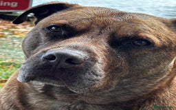 Mixed Breed dogs for sale: Hazels looking for a new home - Advert 2