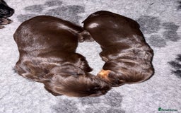 Cocker Spaniel dogs for sale: 3 Adorable kc reg cocker spaniel puppies  - Image 4