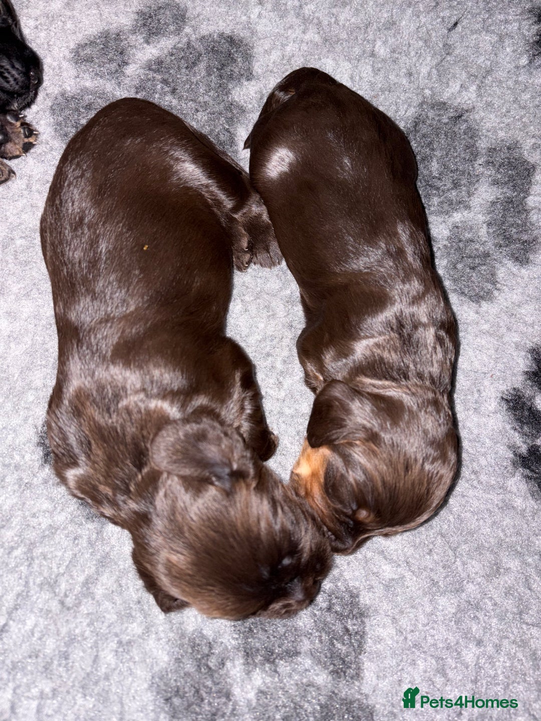 Cocker Spaniel dogs for sale: 3 Adorable kc reg cocker spaniel puppies  - Image 4