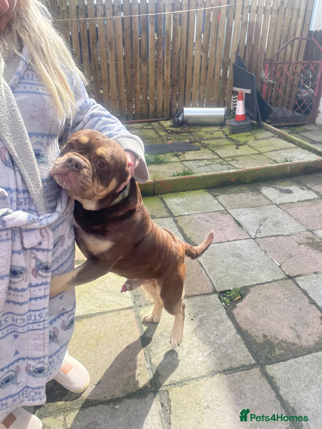 Old Tyme Bulldog dogs for stud: Mammut bulldog  - Advert 4