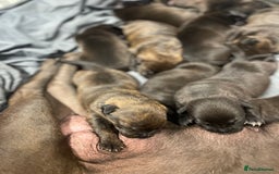 Mixed Breed dogs for sale: Staffy X Rottweiler puppies for sale - Image 14