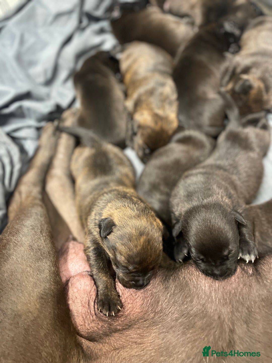 Mixed Breed dogs for sale: Staffy X Rottweiler puppies for sale - Image 14