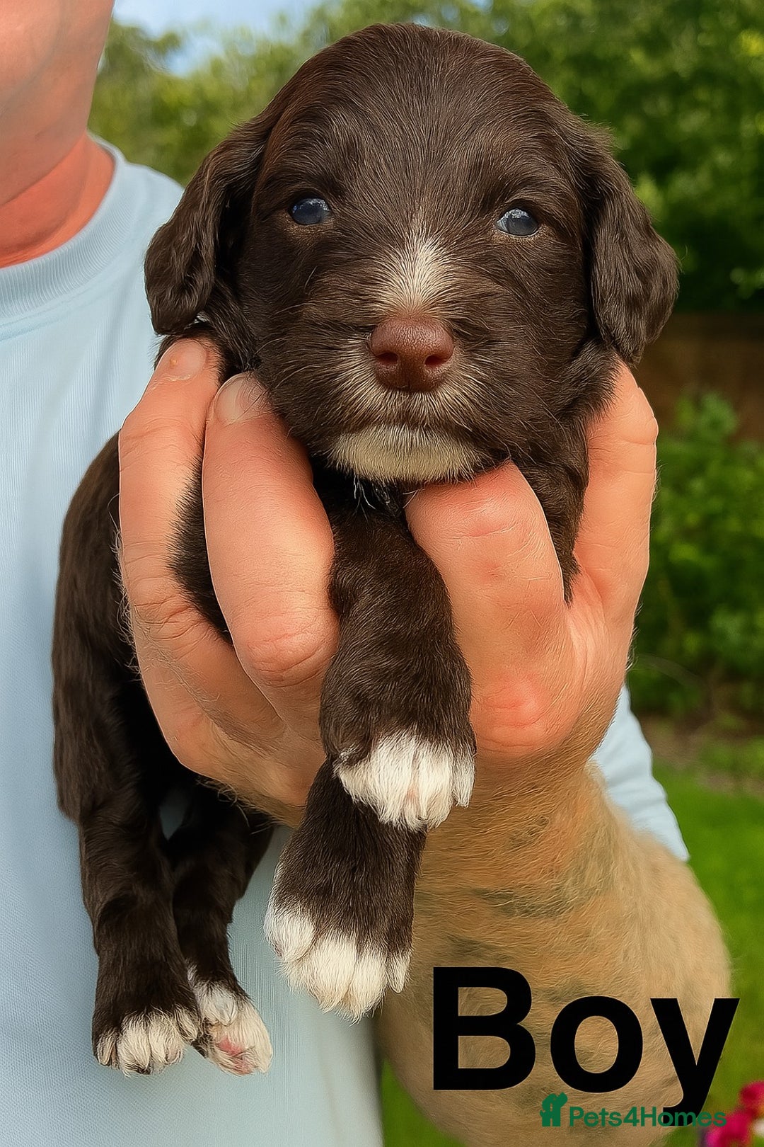 Cockapoo dogs for sale: DNA TESTED Cockapoo puppies, ready 22nd October  - Image 11