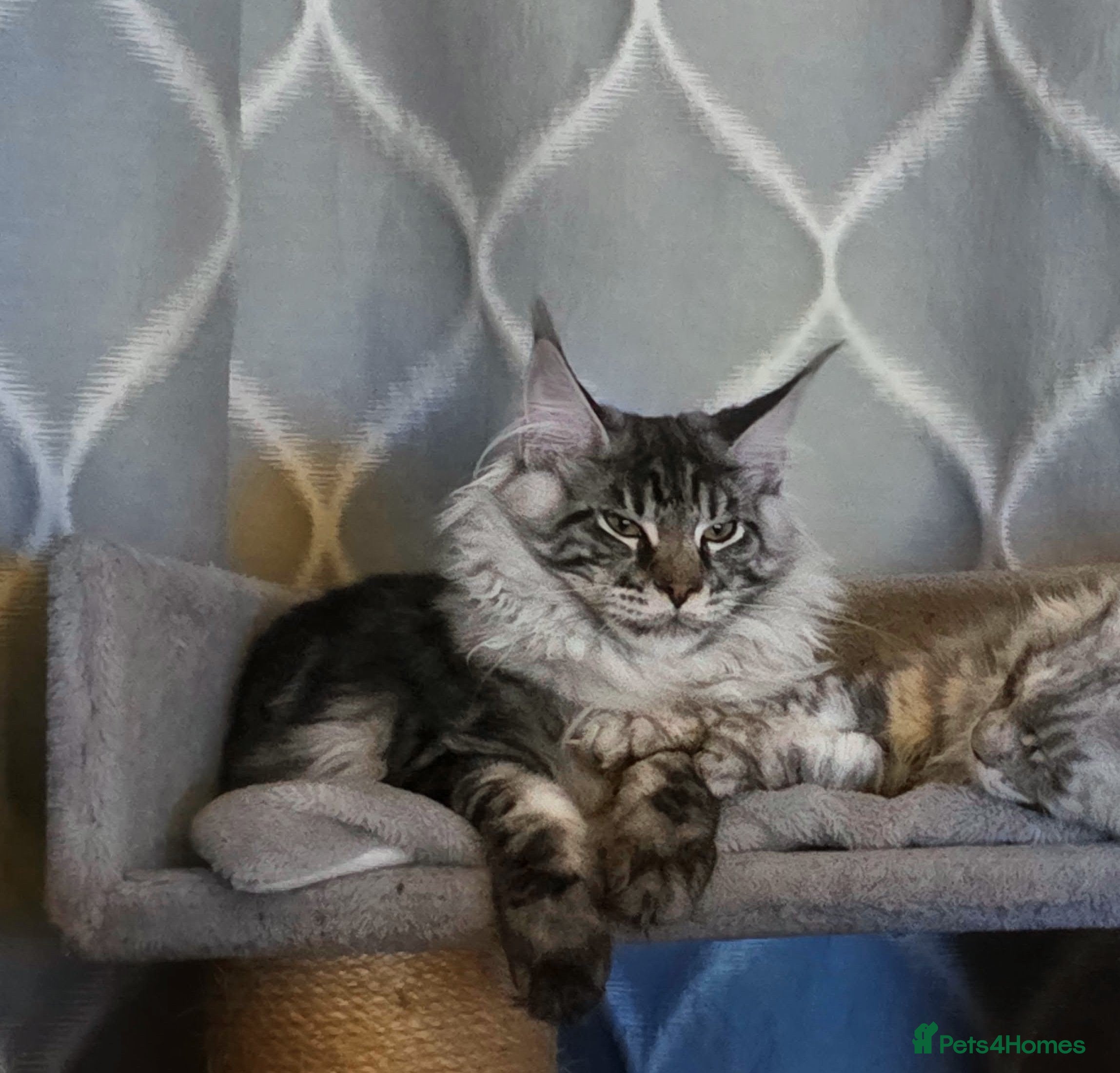 Maine Coon cats Last Stunning GCCF reg. Maine Coon Boy! - Advert 15