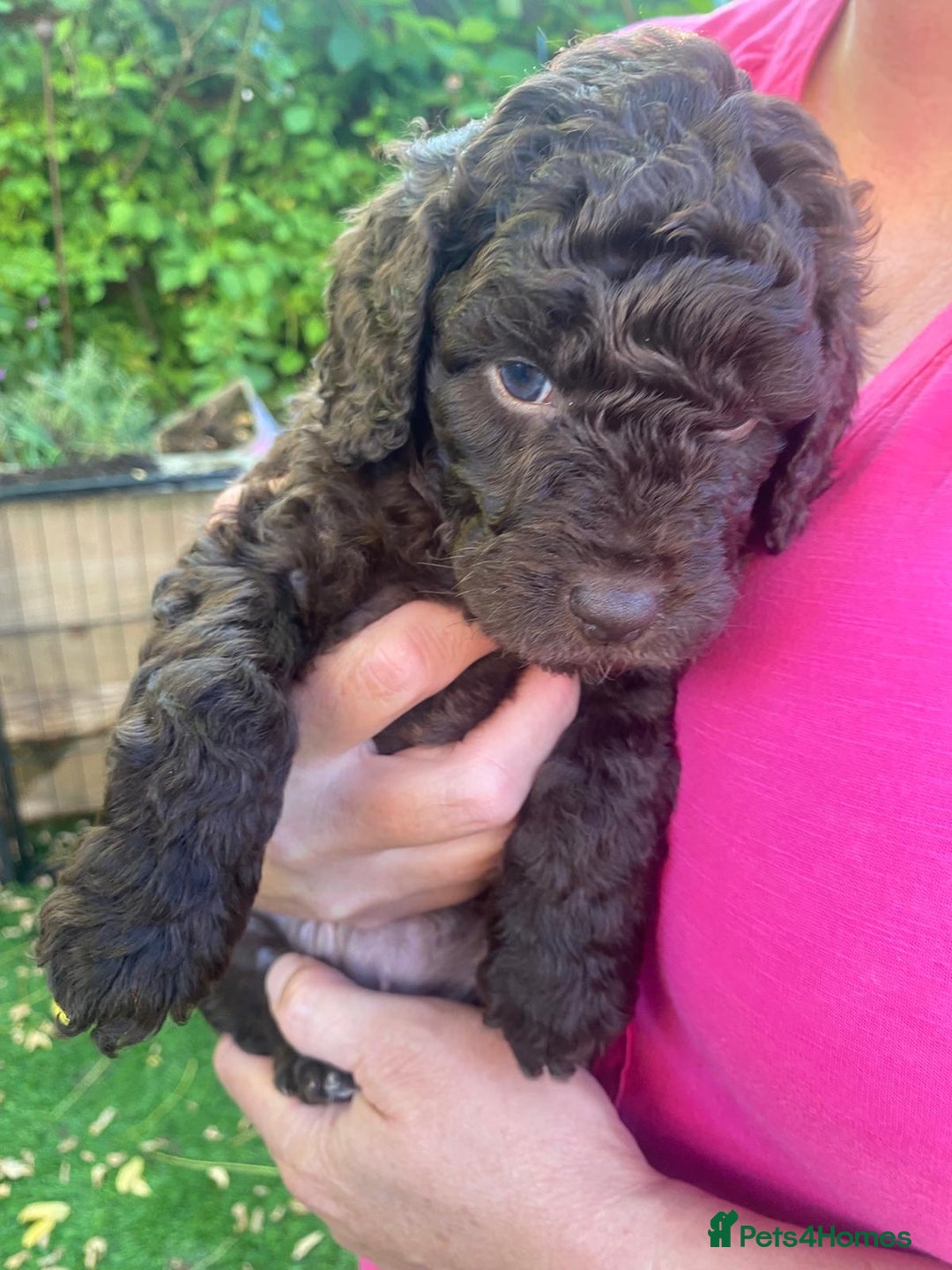 Cockapoo dogs for sale: Six beautiful chocolate F1b cockerpoo babies! - Image 10