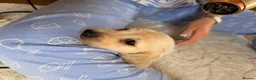 Miniature Dachshund dogs for sale: Cream quality miniature DACHSHUNDS - Advert 14