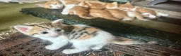 Mixed Breed cats for sale: Tabitha has had a joyful litter of 7 beauties! - Advert 26