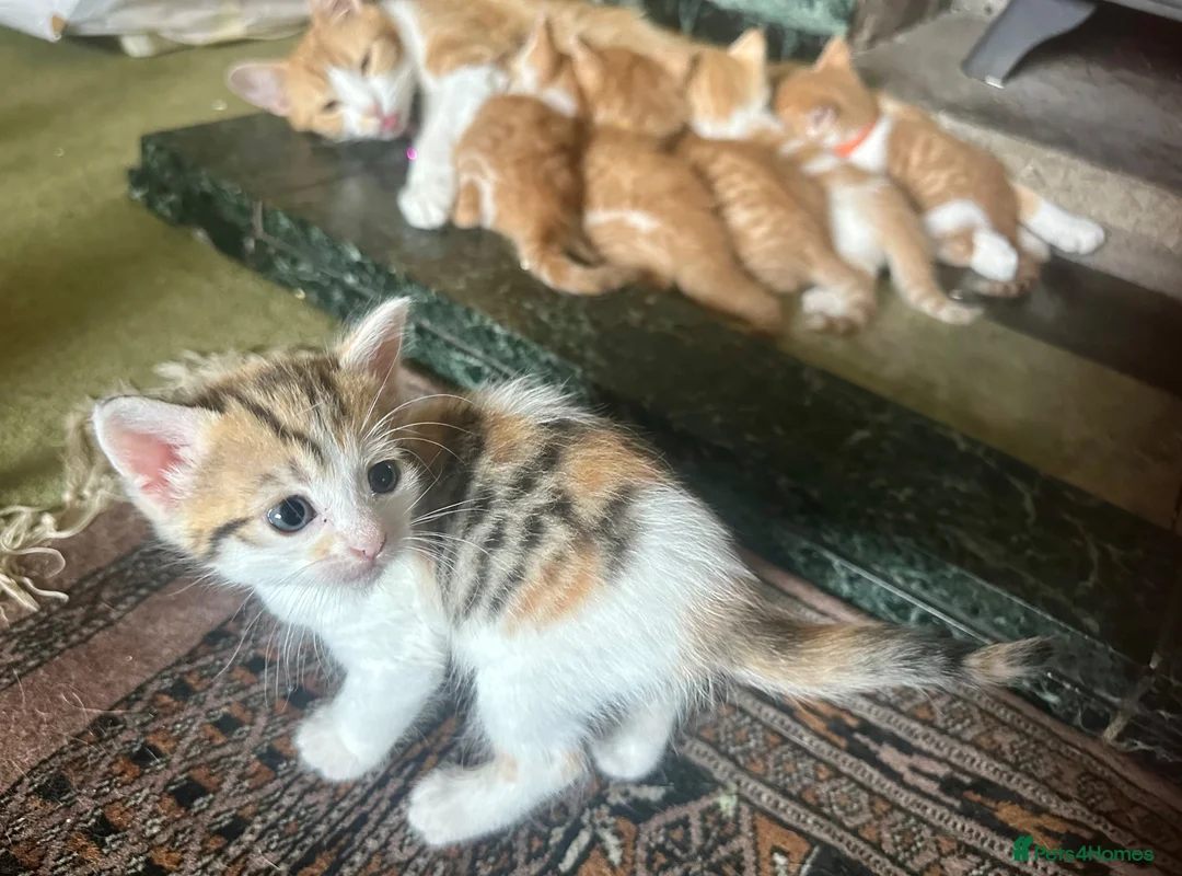 Mixed Breed cats for sale: Tabitha has had a joyful litter of 7 beauties! - Advert 26