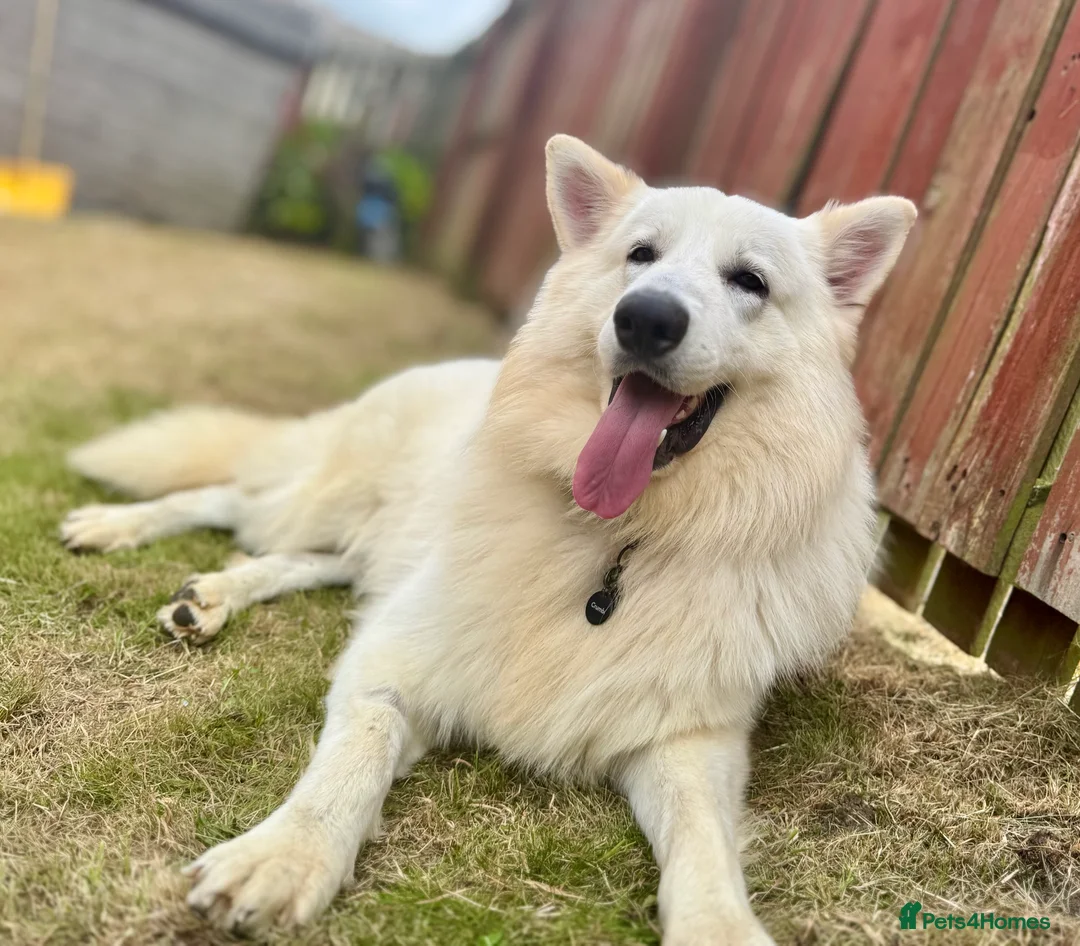 White Swiss Shepherd dogs for stud: STUD - KC Registered White Swiss Shepherd - Advert 6