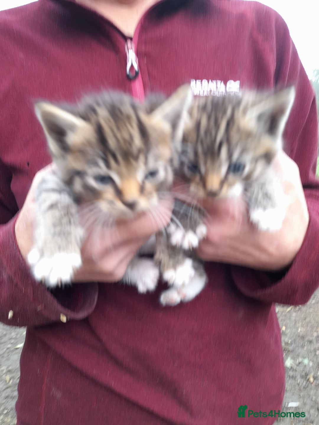 Aegean cats for sale: Agean x Kittens for sale - Image 12