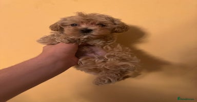 Maltipoo dogs - Advert 10