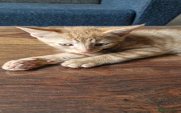 British Shorthair cats for sale: Ginger Cat  - Image 1