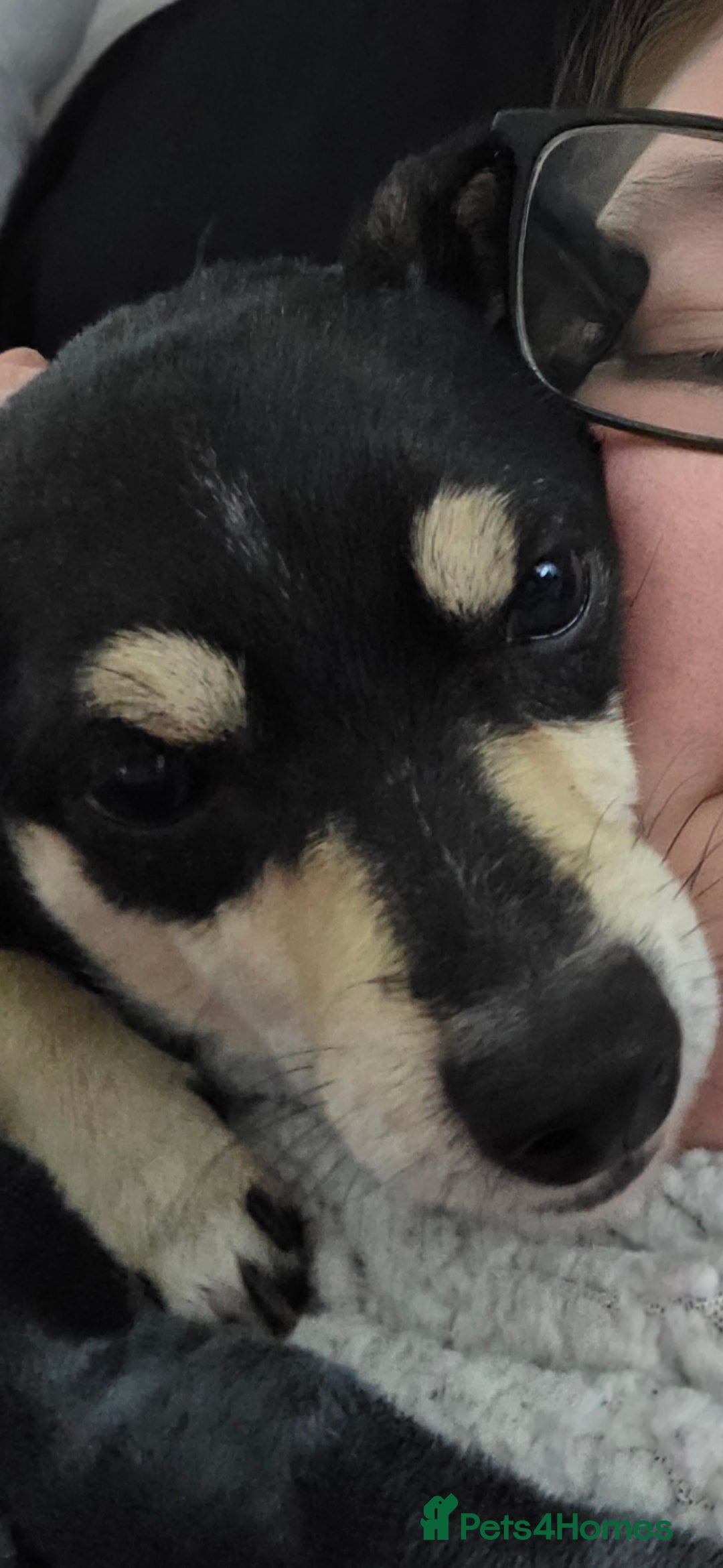 Mixed Breed dogs for sale: Polly 7 years old - Image 5
