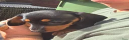 Miniature Dachshund dogs for sale: 2 gorgeous wee girls available - Advert 6