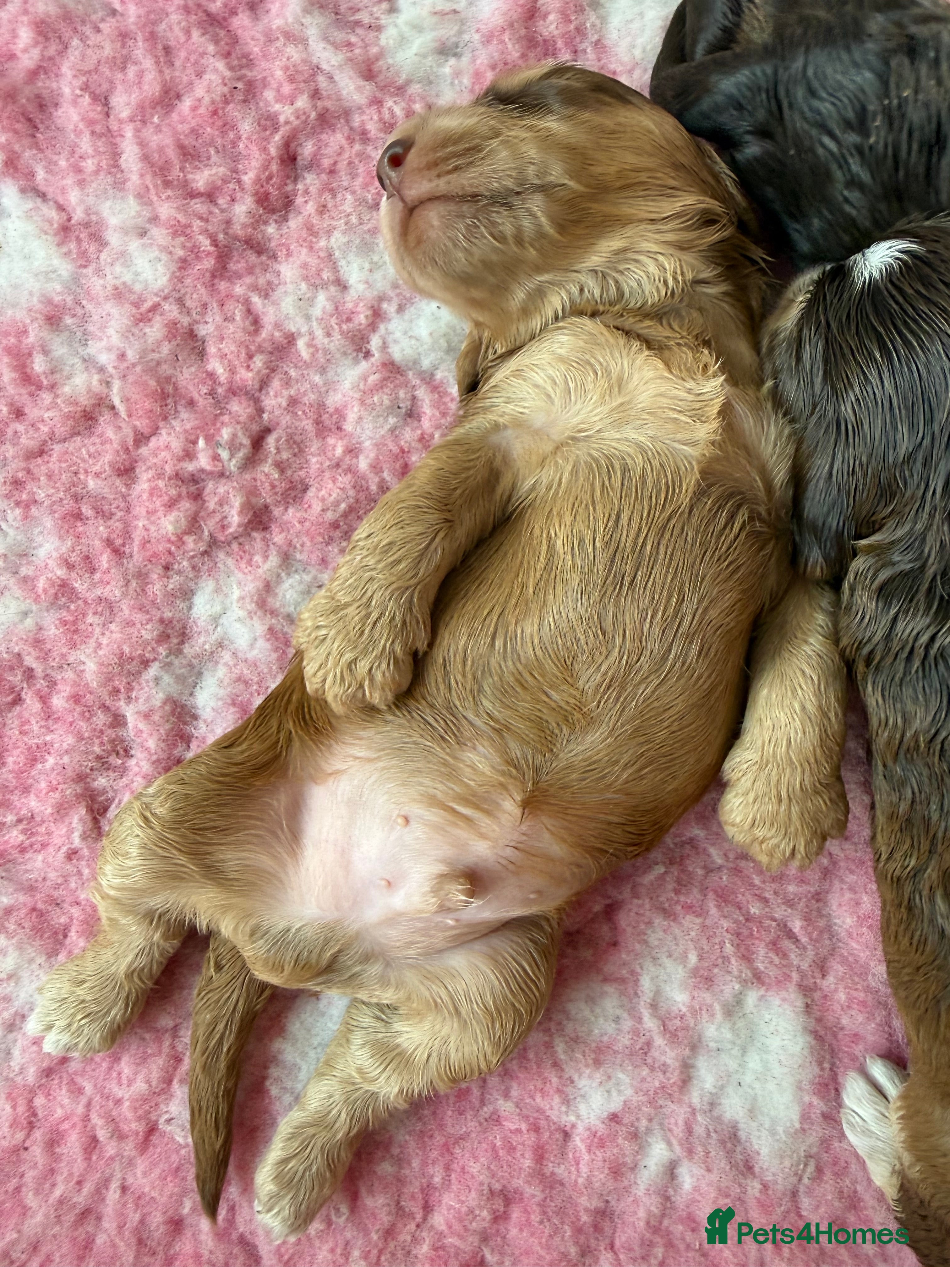 Cockapoo dogs Stunning & Unique F1B Cockapoos  - Advert 2