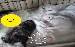 Mixed Breed cats for sale: Kittens  - Image 3