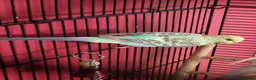 Budgerigars birds for sale: Female baby budgie - Advert 1
