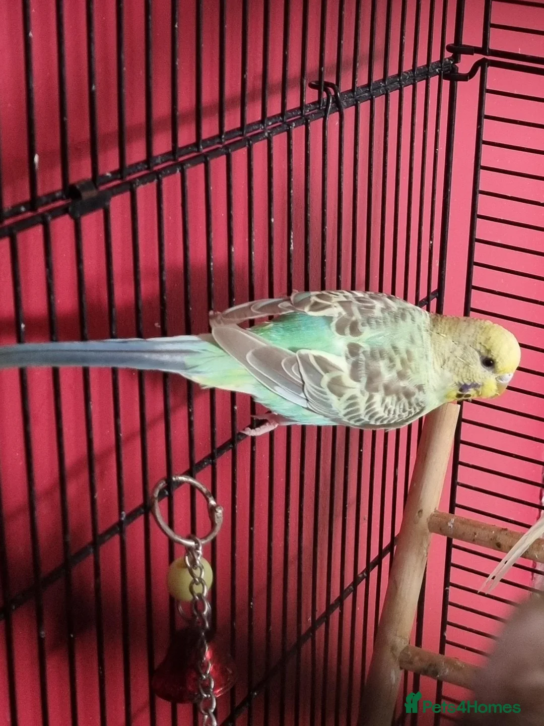 Budgerigars birds for sale: Female baby budgie - Advert 1