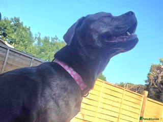 Mixed Breed dogs Staffy x rottweiler female - Advert 6