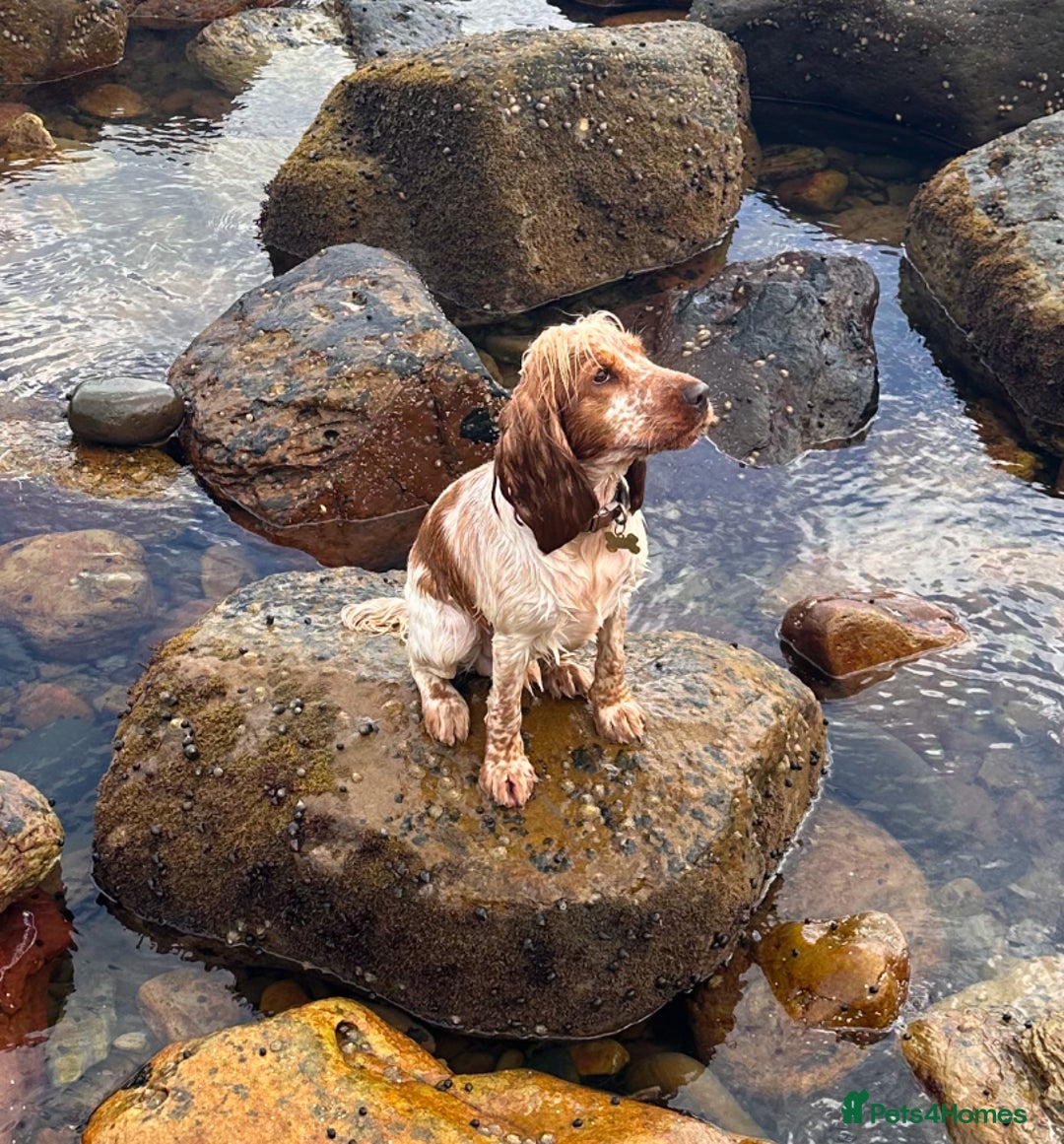 Cocker Spaniel dogs for stud: KC REGISTERED ORANGE ROAN SHOW COCKER SPANIEL STUD in Barnsley - Advert 9