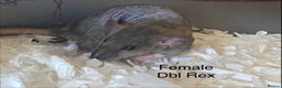 Rat rodents for sale: Baby Rats Female - Advert 3