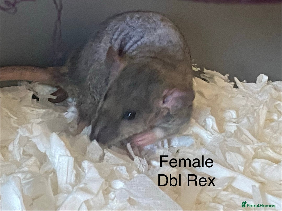 Rat rodents for sale: Baby Rats Female - Advert 3