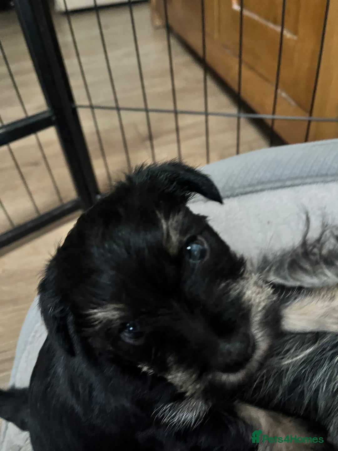 Mixed Breed dogs for sale: Schnorkie puppies - pedigree Schnauzer Dad - Advert 3
