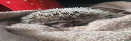 Pygmy Hedgehog rodents for sale: African pygmi headghog  in Mountain Ash - Advert 6