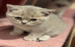 British Shorthair cats for sale: British short hairs  - Image 20