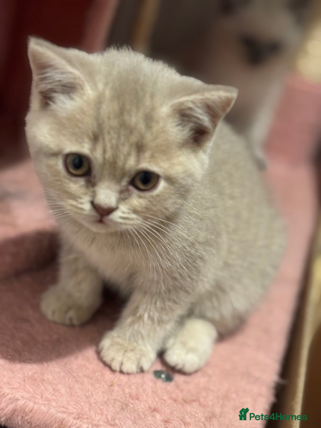 British Shorthair cats for sale: British short hairs  - Image 20