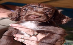 Sprocker dogs for sale: **REDUCED** Beautiful Sprocker pups - Image 7