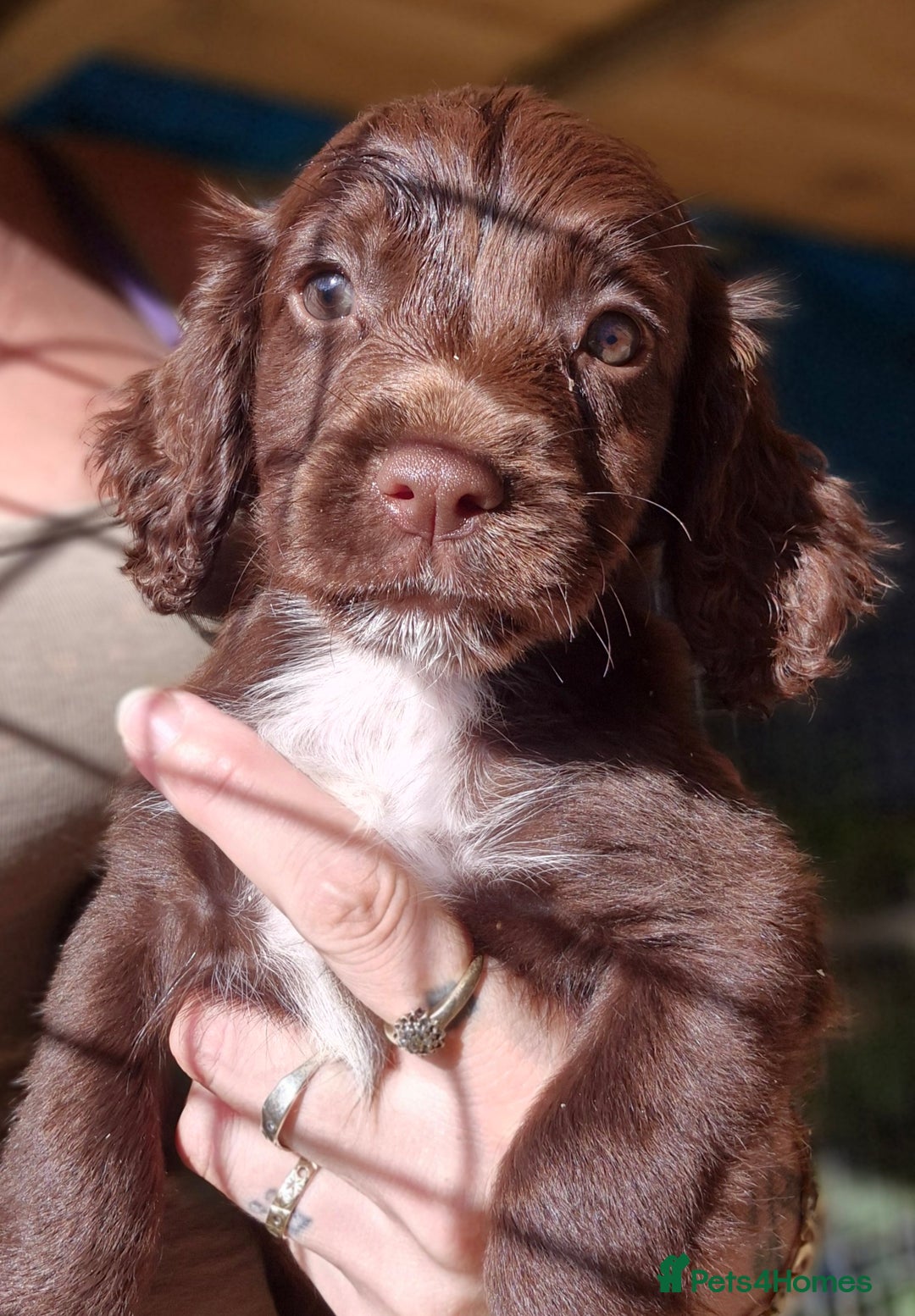 Sprocker dogs for sale: **REDUCED** Beautiful Sprocker pups - Image 7