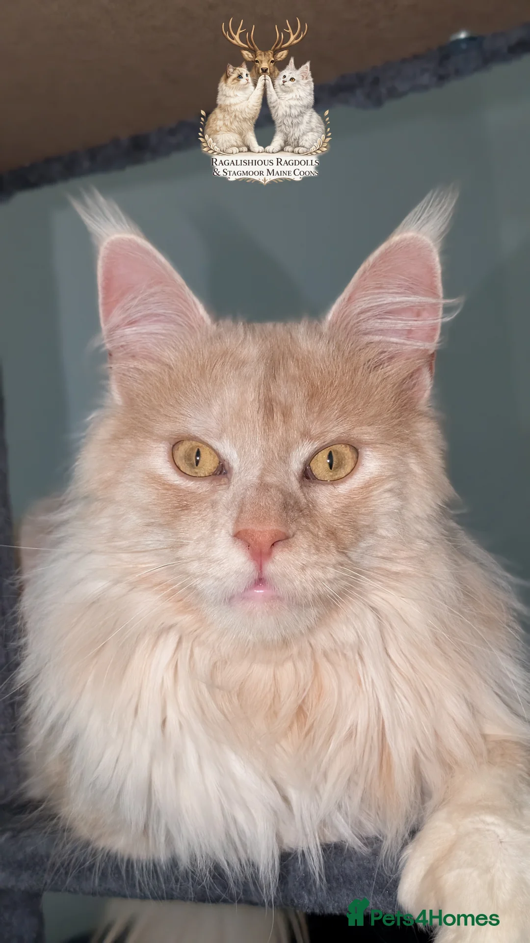 Maine Coon cats for stud: High Red Smoke 66/66 Polydactyl European line - Advert 4