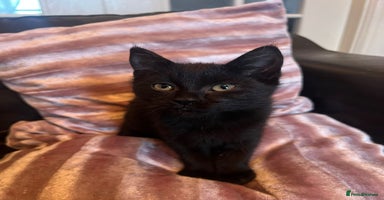 Mixed Breed cats - Advert 3