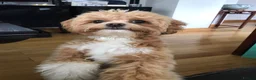 Maltipoo dogs for stud: Stud  - Advert 17
