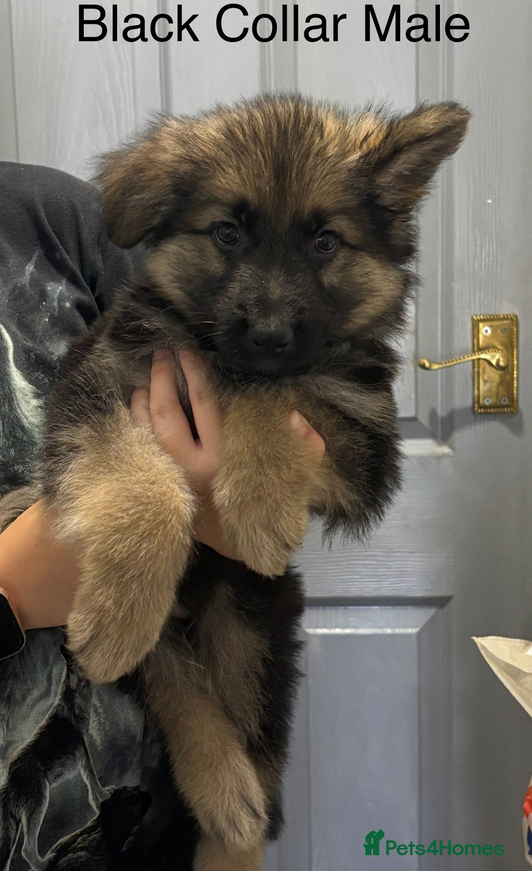 German Shepherd dogs for sale: 7 Beautiful Straight Backed German Shepherds💙🩷 - Image 6