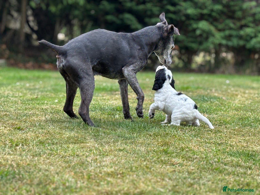 Cocker Spaniel dogs for sale: 1 beautiful boy working cocker spaniels left £650 - Image 33