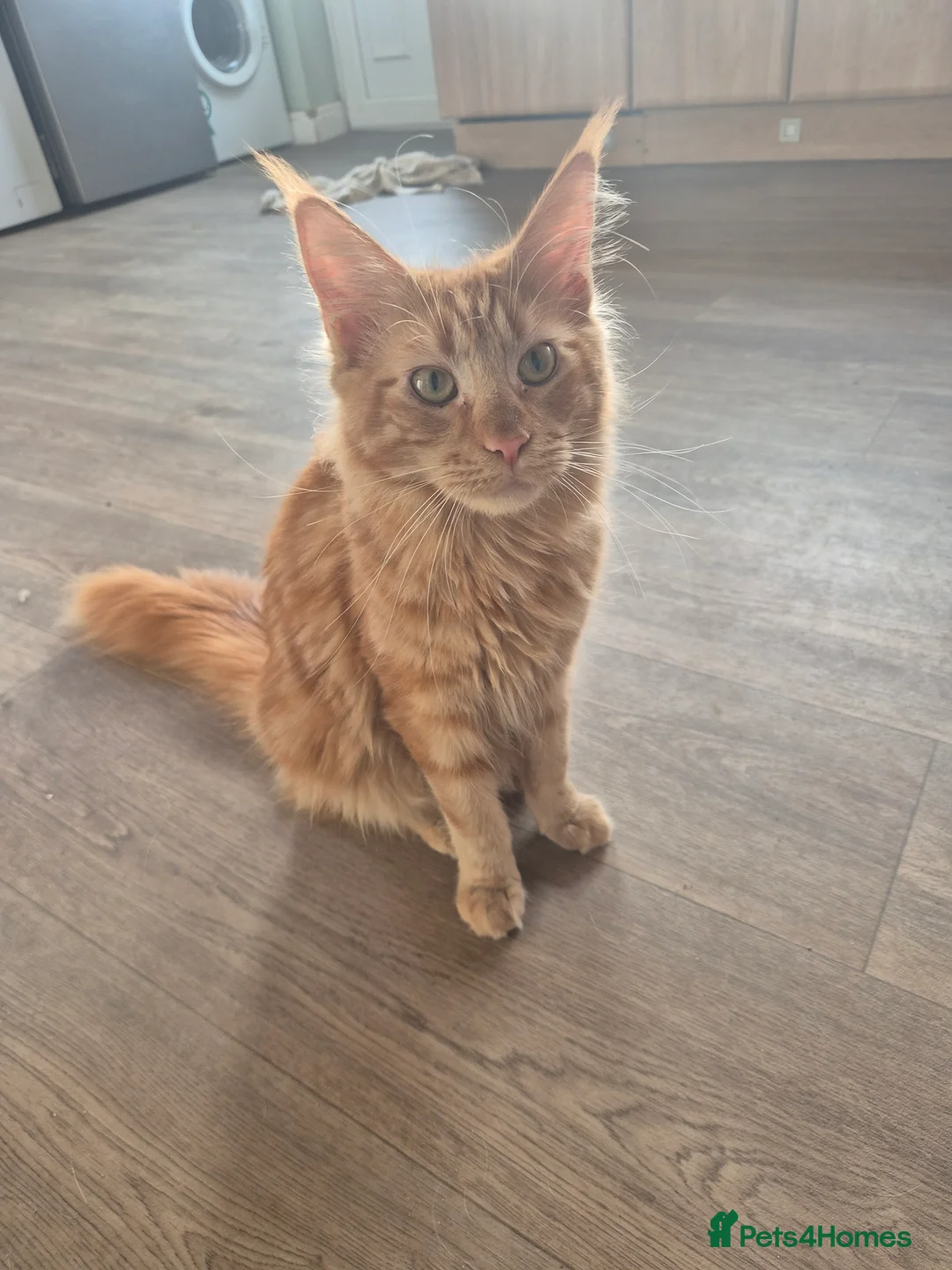 Maine Coon cats for sale: Maine coon female  - Advert 4