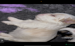 Shih Tzu dogs for sale: LAST BOY LEFT Imperial shih tzu dobies - Image 16