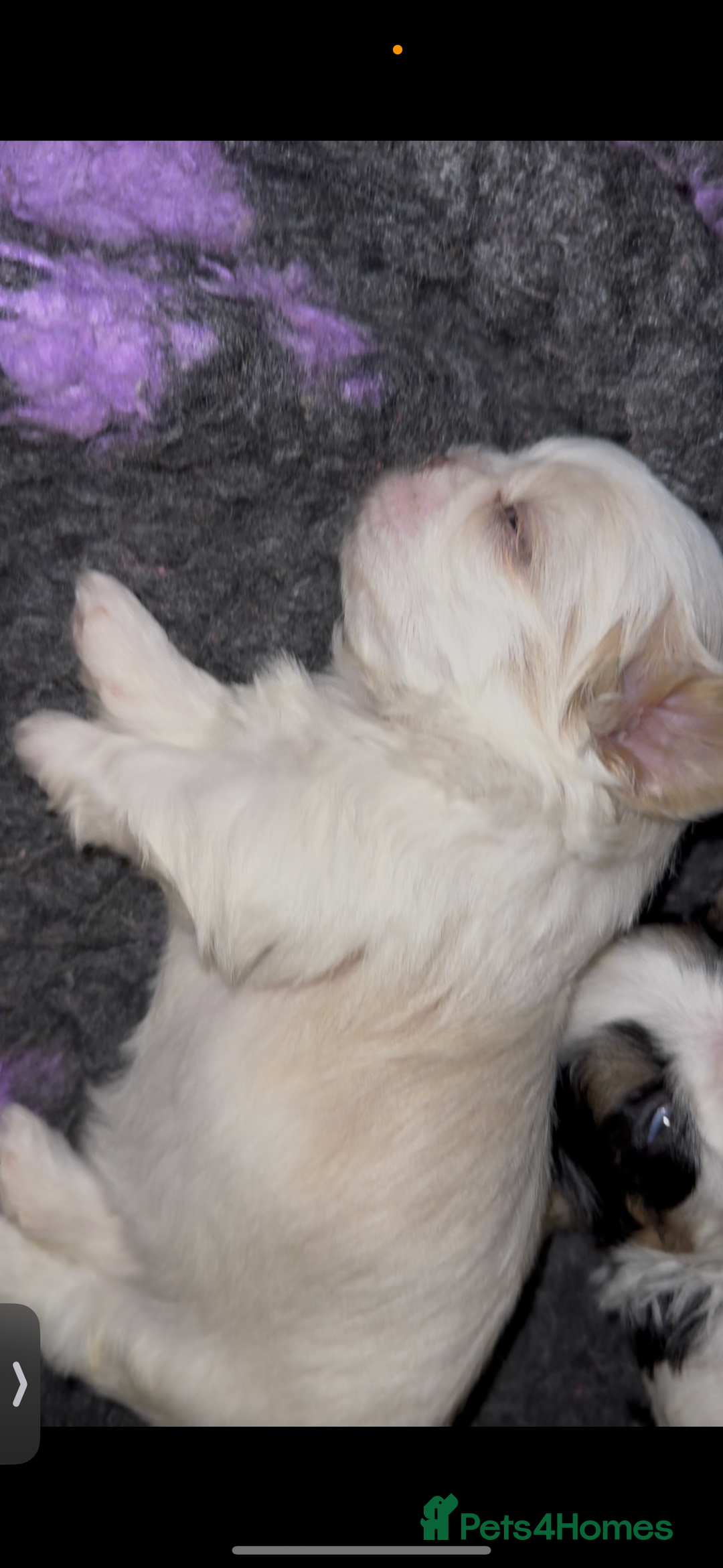 Shih Tzu dogs for sale: LAST BOY LEFT Imperial shih tzu dobies - Image 16