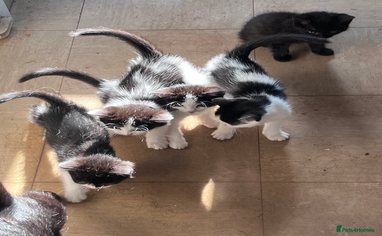 Mixed Breed cats - Advert 1