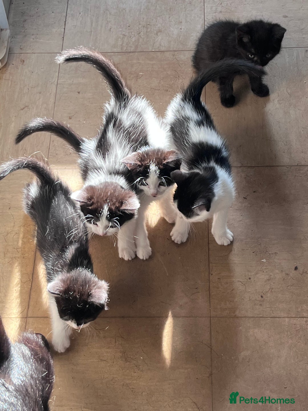 Mixed Breed cats for sale: 2 male 2 female half Persian kittens - Image 1