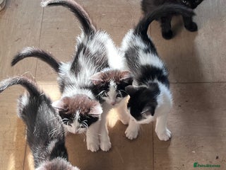 Mixed Breed cats - Advert 16