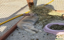 Mixed Breed rabbits for sale: Baby bunny’s  - Image 5