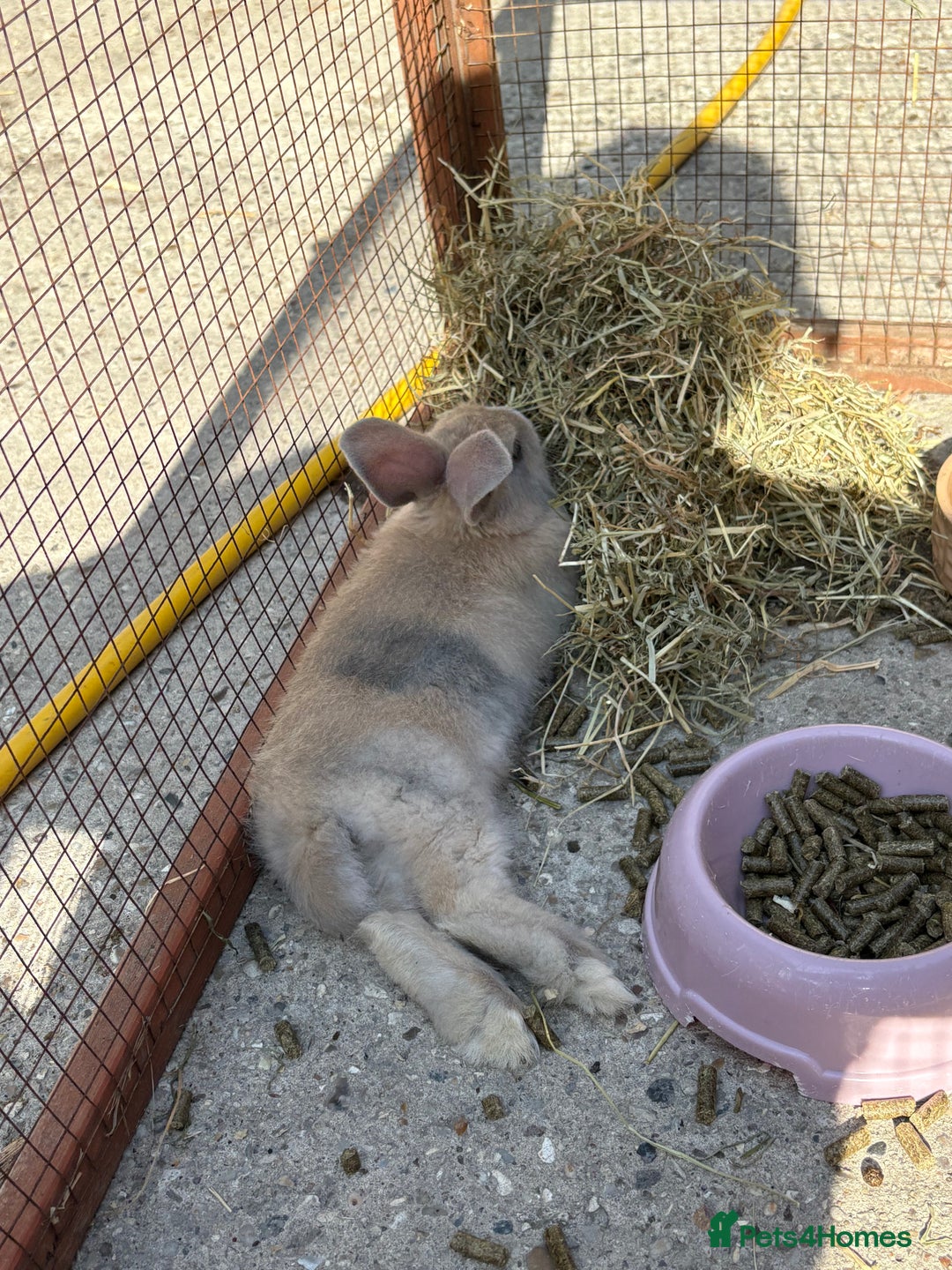 Mixed Breed rabbits for sale: Baby bunny’s  - Image 5