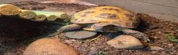 Tortoise reptiles for sale: Tortoise named rocky  - Advert 3