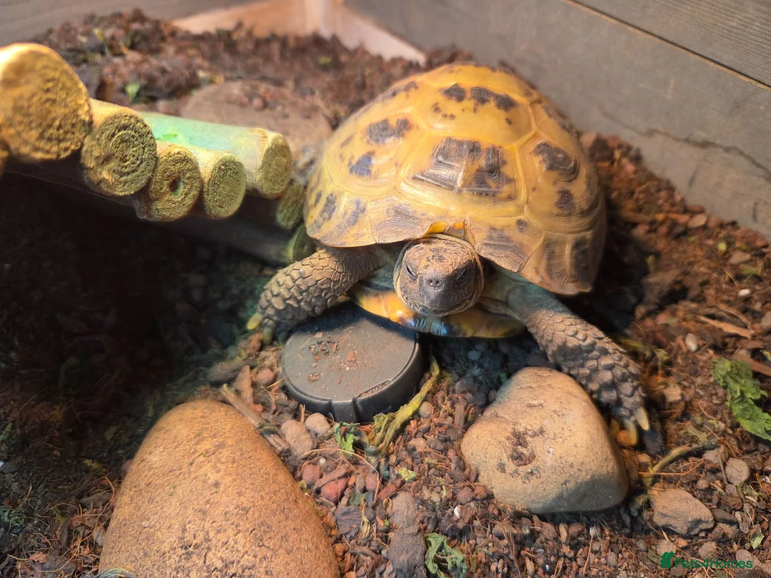 Tortoise reptiles for sale: Tortoise named rocky  - Advert 3