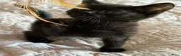Mixed Breed cats for sale: 11 week old mixed litter of gorgeous black kittens in Luton - Advert 2