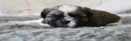 Shih Tzu dogs for sale: KC reg CUTE SHIH TZU BOY PUPPIES - Advert 8